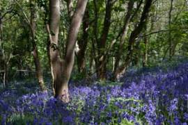 MarkP Bluebells on Sark