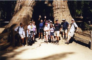 Yosemite Giant Sequoia
