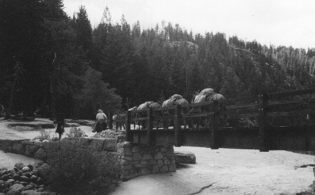 Yosemite Mule train (640x397)