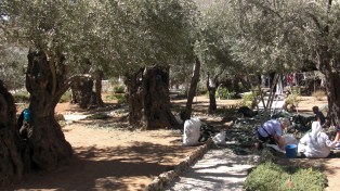 13 Garden of Gethsemane