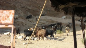 161 Bedouin goats