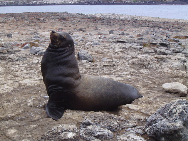 EM male sealion
