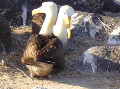 EM waved albatros