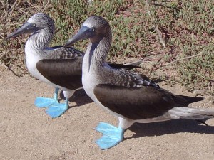 EMbluefooted boobiy