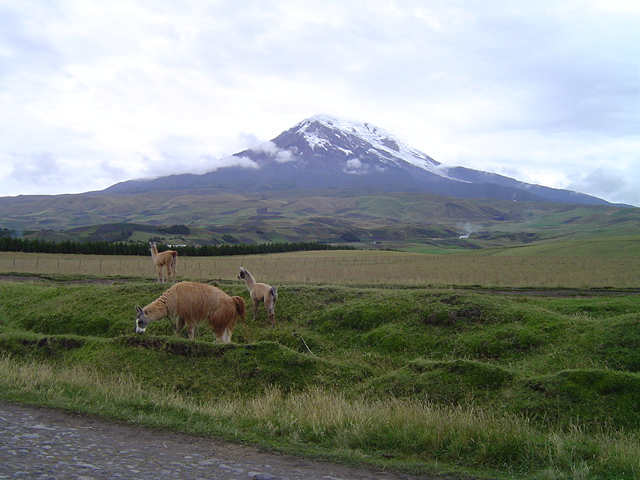 Alpacas in front of Mt. Chimbaraozo