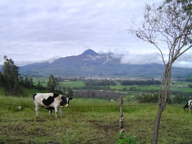 EMHolstein cow