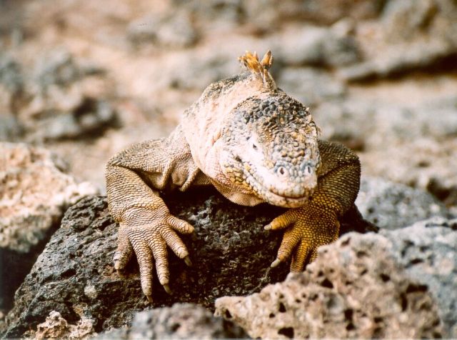 iguana1