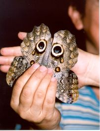 owl butterfly