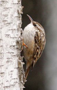 PP Treecreeper