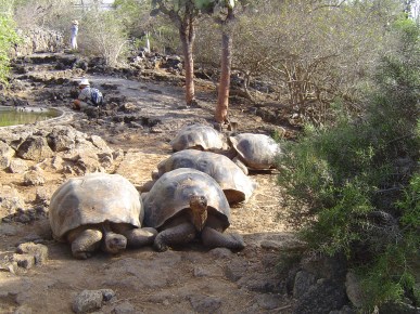 tortoises01283