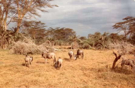 wildebeeste