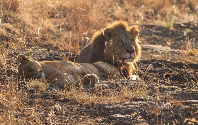 Lion in Nbi Park Tamara